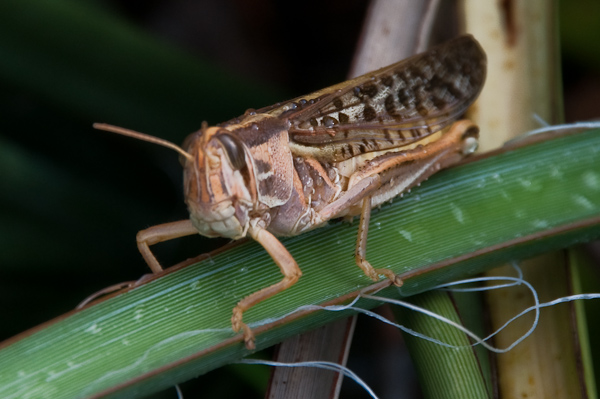 Grasshopper 2 - Grasshopper Ham...