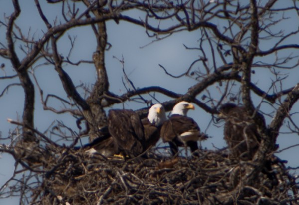 DSC 0459 600x412 - Llano Eagle's Nest...