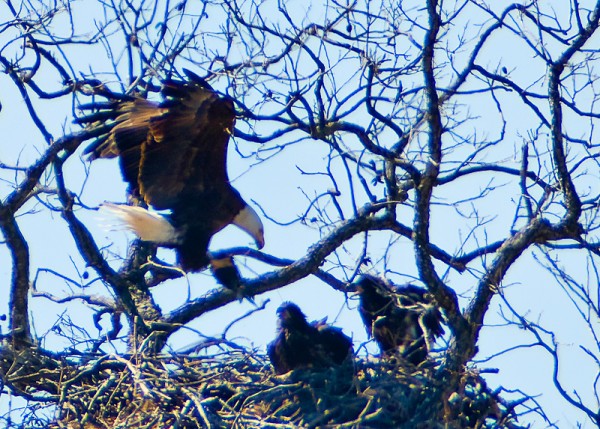 DSC 8073E 600x429 - Llano Eagle's Nest...